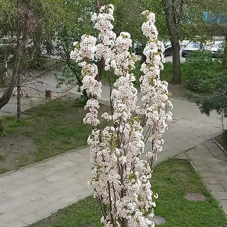 24 Centrum Mieszkanie Srodmiescie *